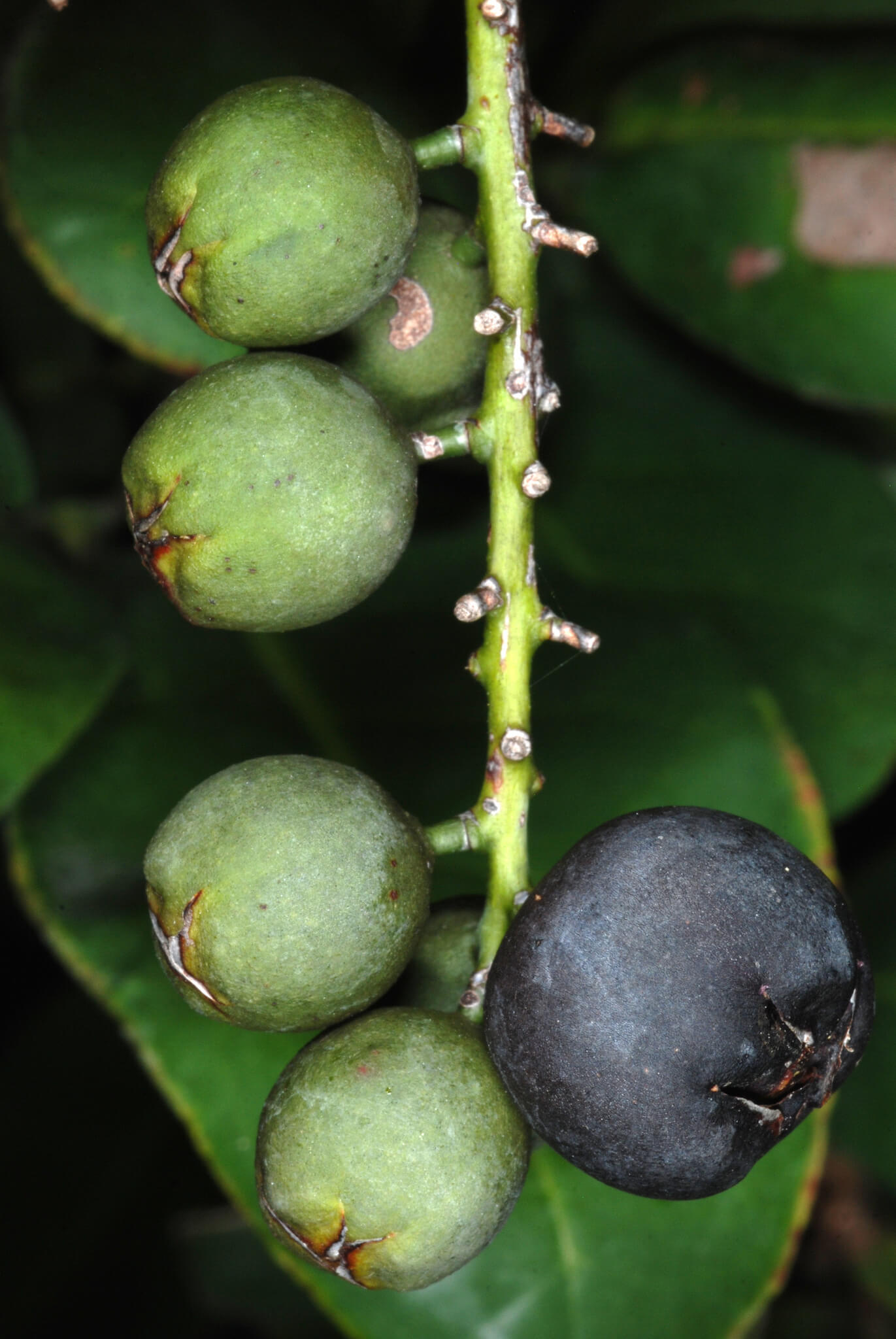 Coccoloba diversifolia